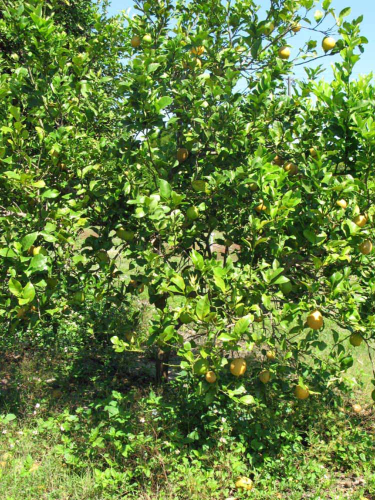              Habit (Winter Haven, FL)       